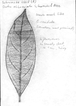 Vorschaubild Ocotea abbreviata Schwacke & Mez